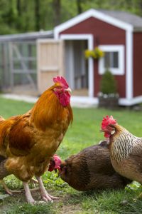 Raising Roosters and Hens Image